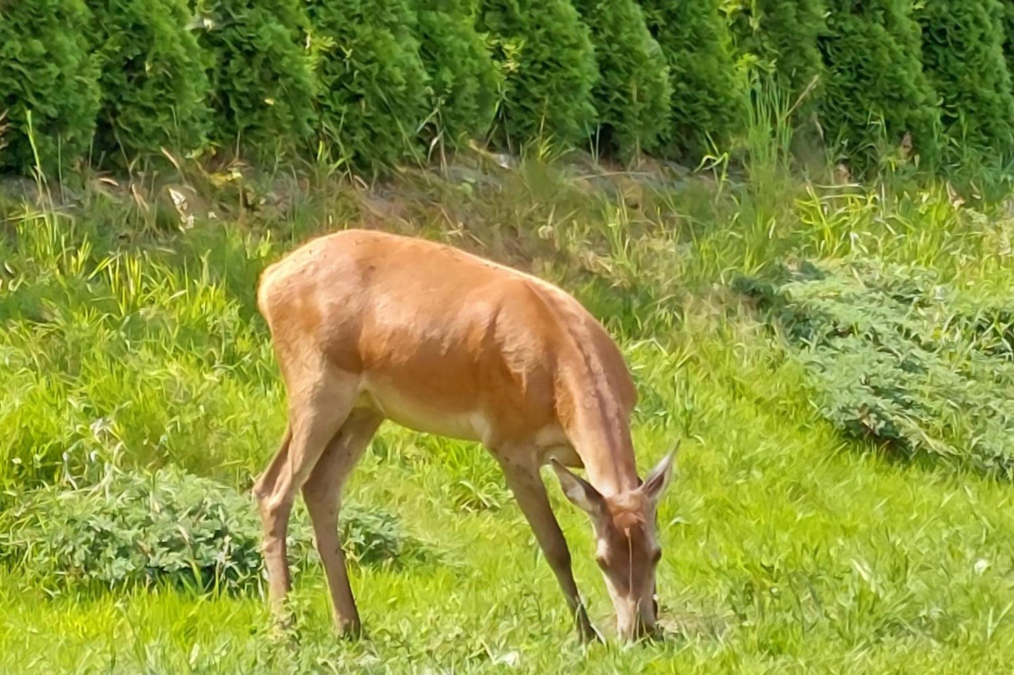 Domek Pod Holica 2 Bieszczady Ustrzyki Dolne Exterior foto
